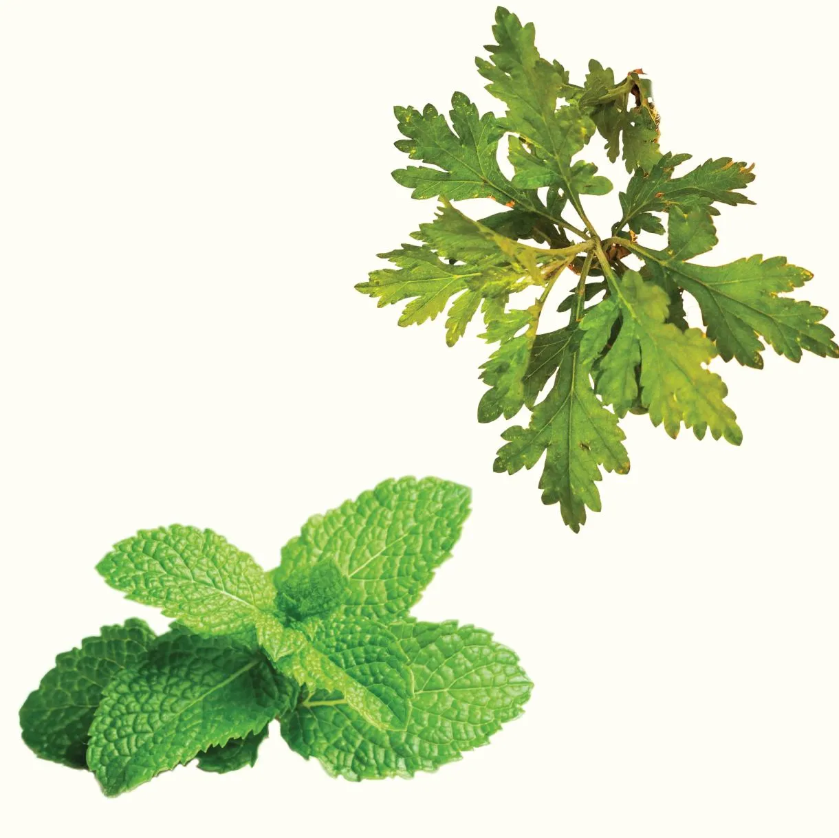 Herbbies Mugwort Anti Itch Eczema Balm (Peppermint)